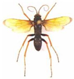 Hymenoptera Wasps
