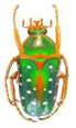 Stephanorrhina