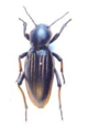 Buprestidae