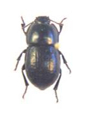 Tenebrionidae Tock Tocks