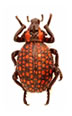Curculionidae